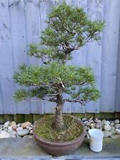 Large bonsai tree for sale  RICKMANSWORTH