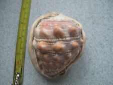 Large gastropod shell for sale  SALISBURY
