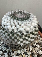 Mammillaria chionocephala for sale  Alpena