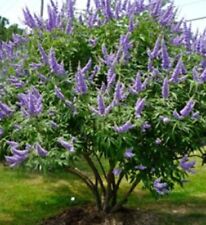 Chaste tree seeds for sale  Houston