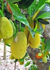 jackfruit seedlings plants for sale  Naples