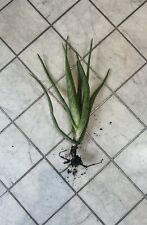 Aloe vera plant for sale  LONDON