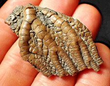 Rare crinoid fossil for sale  BRISTOL