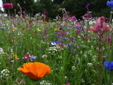 20qm blumenwiese 500 gebraucht kaufen  Öhringen