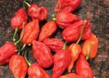 Seed pepper hot for sale  Shipping to Ireland