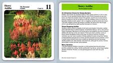 Used, Showy Astilbe #11 Perennial - My Green Gardens 1987 Cardmark Card for sale  Shipping to South Africa