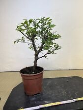 Prebonsai bonsai zelkova usato  Olgiate Olona