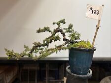 Japanese juniper bonsai for sale  Mount Sinai