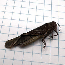 Orthoptera Acrididae?? ORT 008 Collected Sk, Canada for sale  Shipping to South Africa