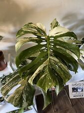 Mystery plant cutting for sale  PETERBOROUGH