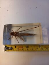 Large insect sealed for sale  DENNY