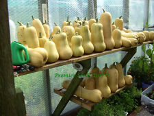 Squash butternut waltham for sale  SALISBURY