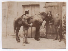 Photo ancienne cheval d'occasion  Paris XI