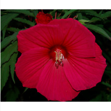 Hibiscus moscheutos rosso usato  Trappeto