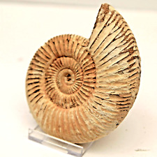 Ammonite perisphinctes madagas for sale  RINGWOOD