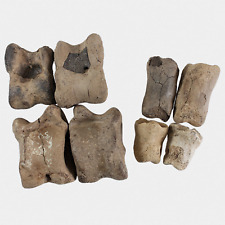 Fossilien bovidae astragalus gebraucht kaufen  Lorsch