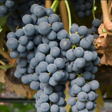 Pinot noir grape for sale  Willow Spring