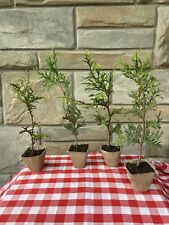 Thuja green giant for sale  Meyersdale