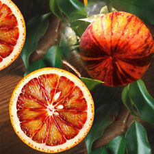 Orange tree arcobal for sale  Shipping to Ireland