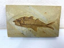 Fossil herring diplomystus for sale  Sandia Park