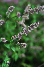 Herb catmint catnip for sale  WREXHAM