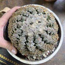 Cactus raro en forma de espiral, 6,3"" de ancho segunda mano  Embacar hacia Mexico