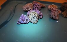 Fossilized coral michigan for sale  Belleville