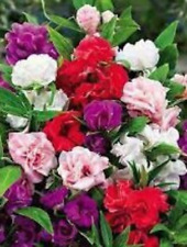 Camellia Flower Balsamine Seeds, Impatiens Camellia, Organic Products, used for sale  Shipping to South Africa