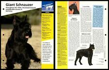 Giant schnauzer breed for sale  SLEAFORD