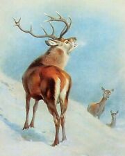 * RED DEER. WINTERTIME * VINTAGE 1970s PRINT OF A PAINTING BY A THORBURN, used for sale  NELSON