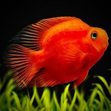 Stunning blood red for sale  LONDON