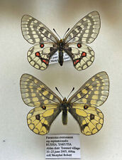 PARNASSIUS EVERSMANNI SEPTENTRIONALIS****pair Nr. 2****Yakutia for sale  Shipping to South Africa