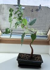 bonsai ficus gebraucht kaufen  Hohenwestedt