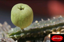Echidnopsis malum apple for sale  Freeport