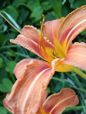 200 orange daylily for sale  Whitesburg