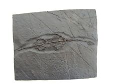 Fossils replica triassic for sale  SWINDON