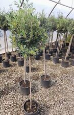 Olive tree standard for sale  EGHAM