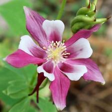 Columbine rose star for sale  Sevierville