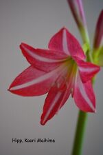 Hippeastrum Kaori Maihime 1 bulb about 1.7 cm in diameter for sale  Shipping to South Africa