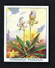 CARRERAS - ORCHIDS (LARGE) - #4 CYPRIPEDIUM FAIRIEANUM for sale  Shipping to South Africa