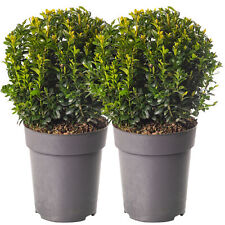 Buxus ball pack for sale  UK