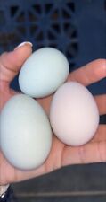 quail chicken eggs for sale  Cana