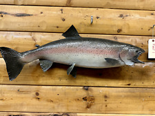 salmon taxidermy for sale  Wrenshall
