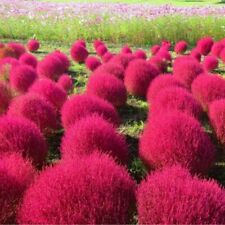 Burning bush grass for sale  EXETER