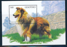 Lesotho colorful dog for sale  Shipping to Ireland