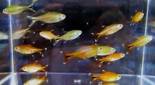 Group silvertip tetras for sale  Middleburg