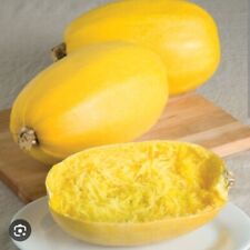 Used, 35- Spaghetti Squash Seeds Non-GMO Organic Heirloom for sale  Shipping to South Africa