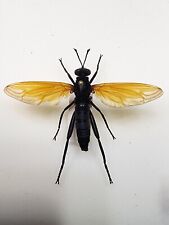 Diptera Mydas xanthopterus 49.60mm Wingspan Utah Pepsis Mimic Fly Mounted Insect for sale  Shipping to South Africa