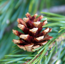 Pinus sylvestris 110 usato  Napoli