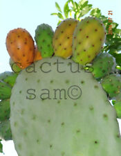 Almohadilla de corte naranja fruta espinosa cactus Opuntia megacantha nopal picochulo segunda mano  Embacar hacia Argentina